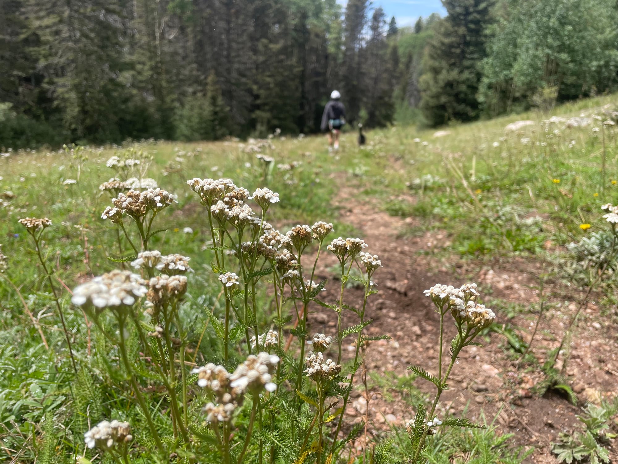 A woman and a dog walk through a meadow towards a forest.