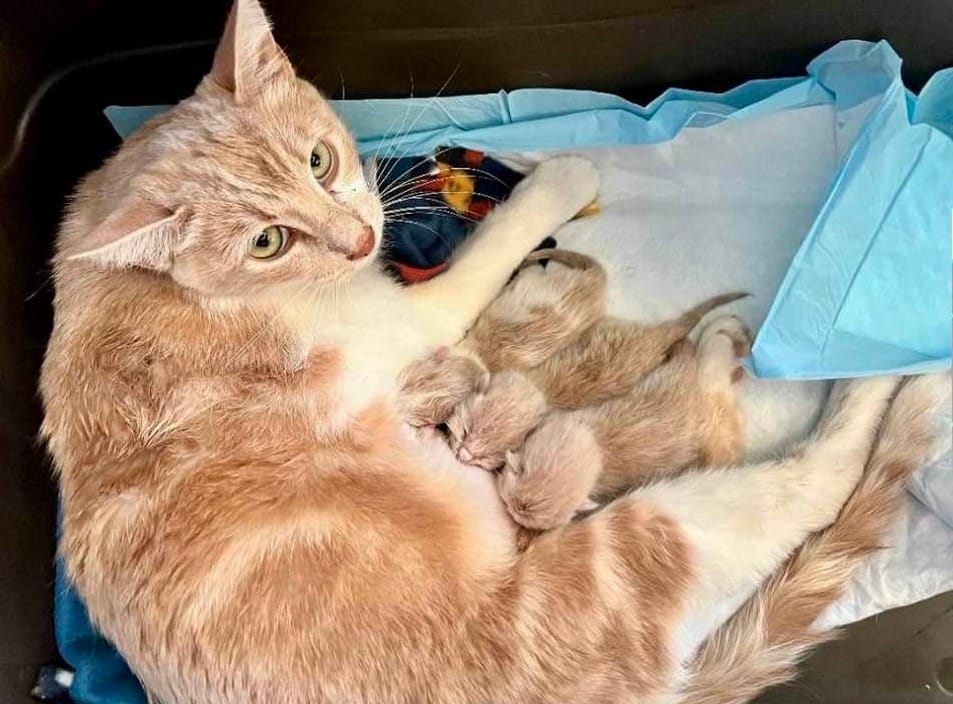 An orange cat with three kittens