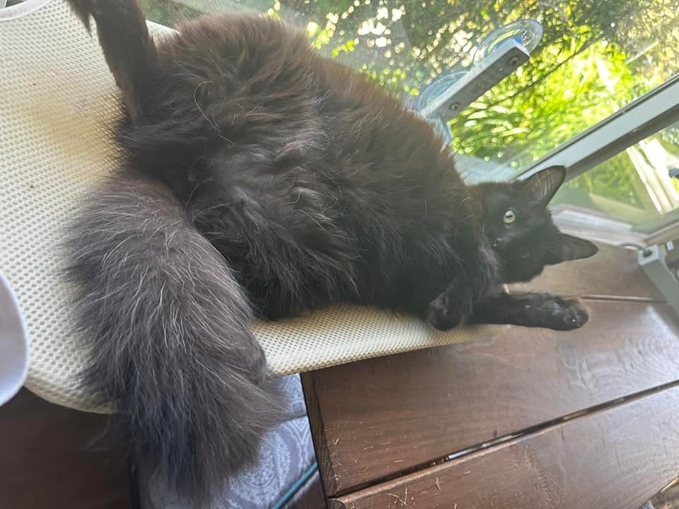 A dark gray cat lying down next to a window.