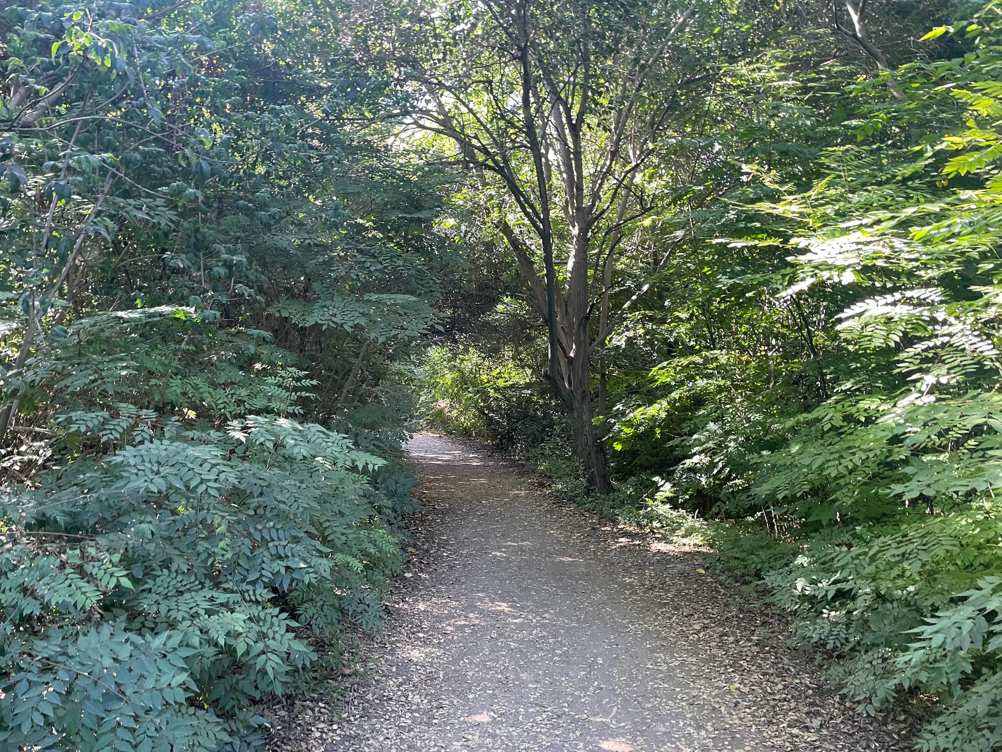 A lush, green hiking trail.