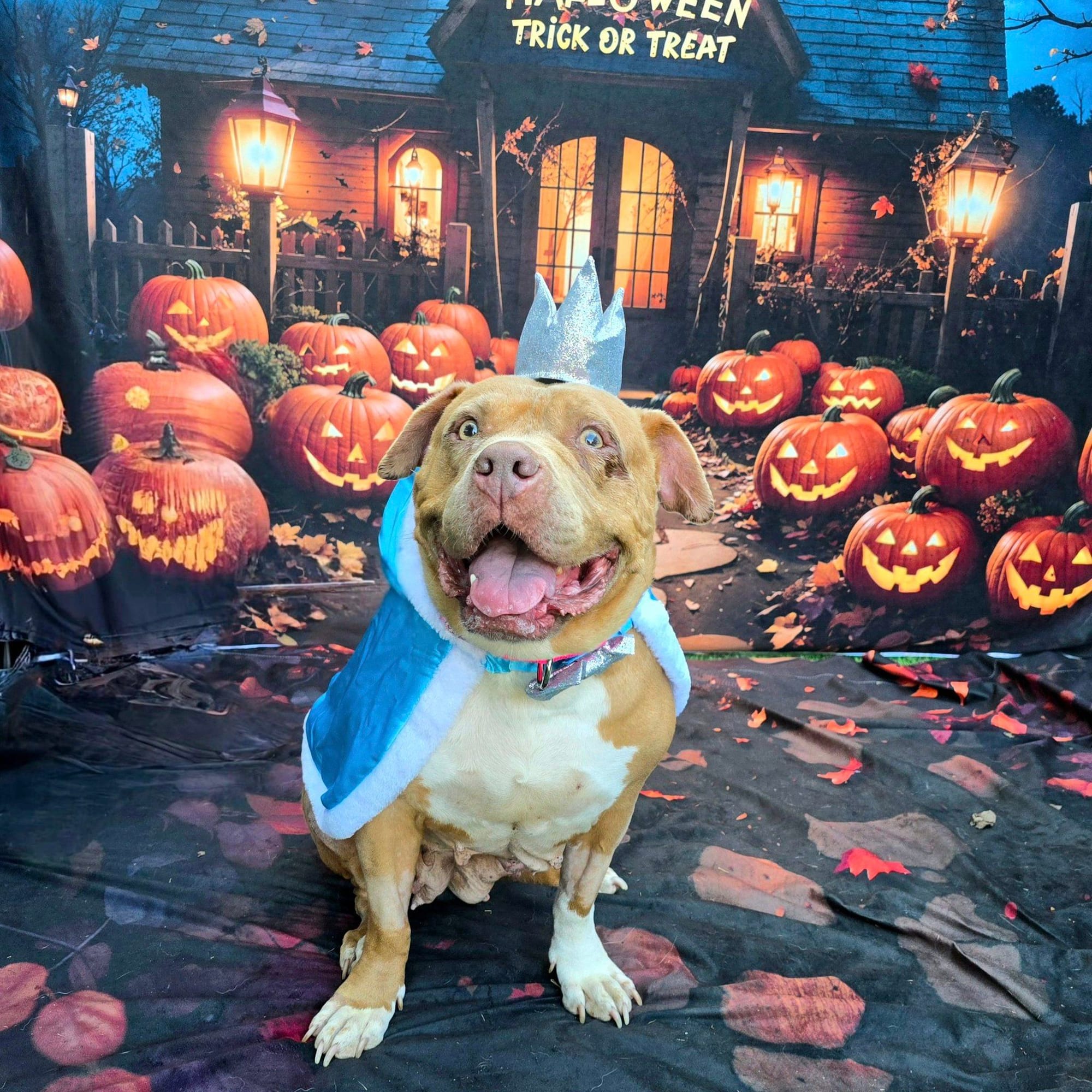 A brown and white dog wearing a blue cape and crown.