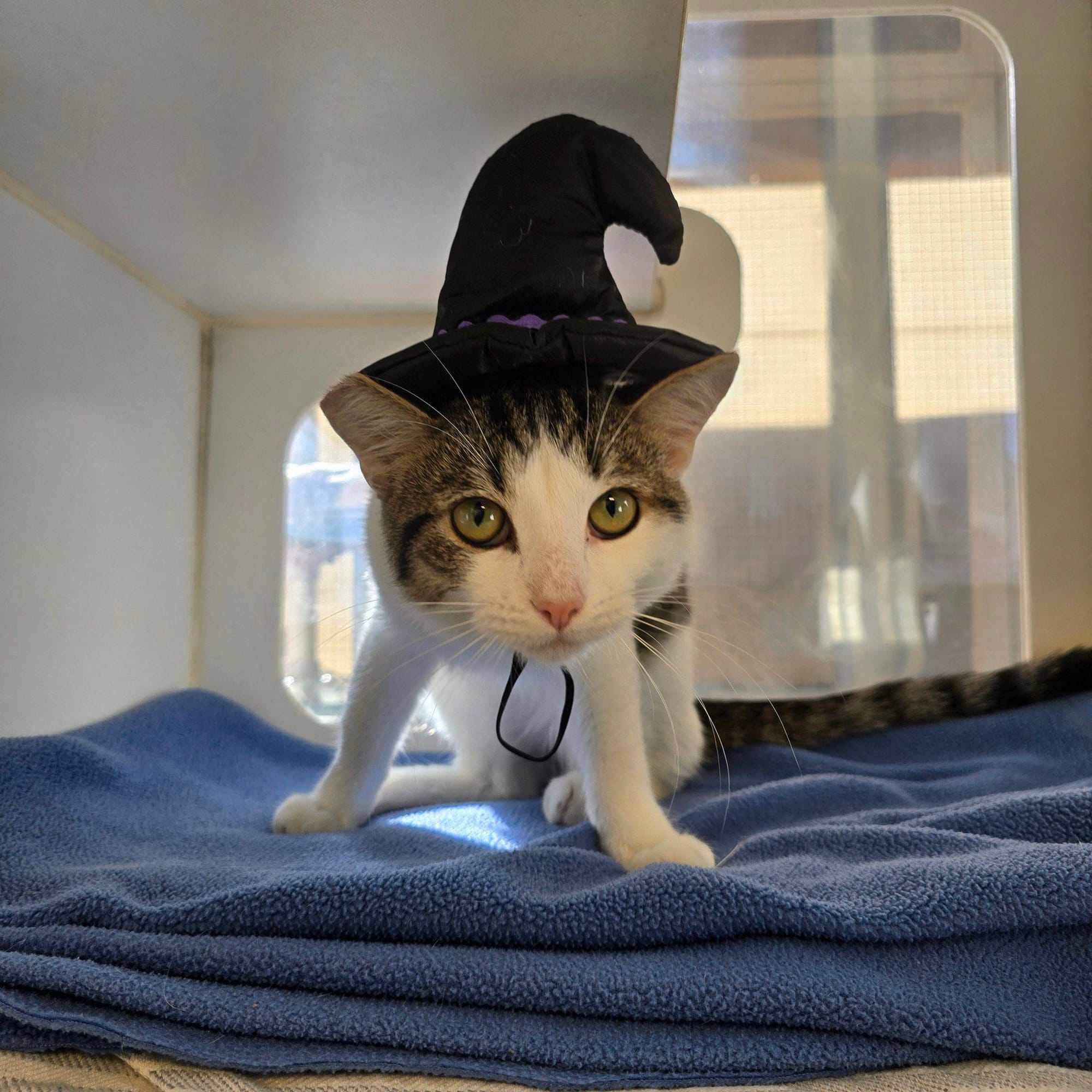 A brown and white kitten wearing a little black witch's hat.