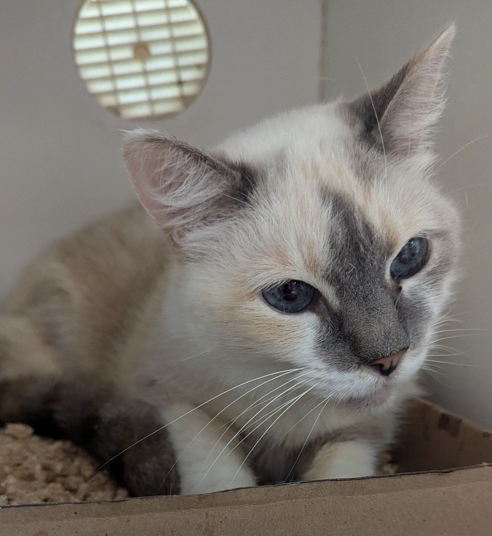 A beige and gray cat looking pensive.