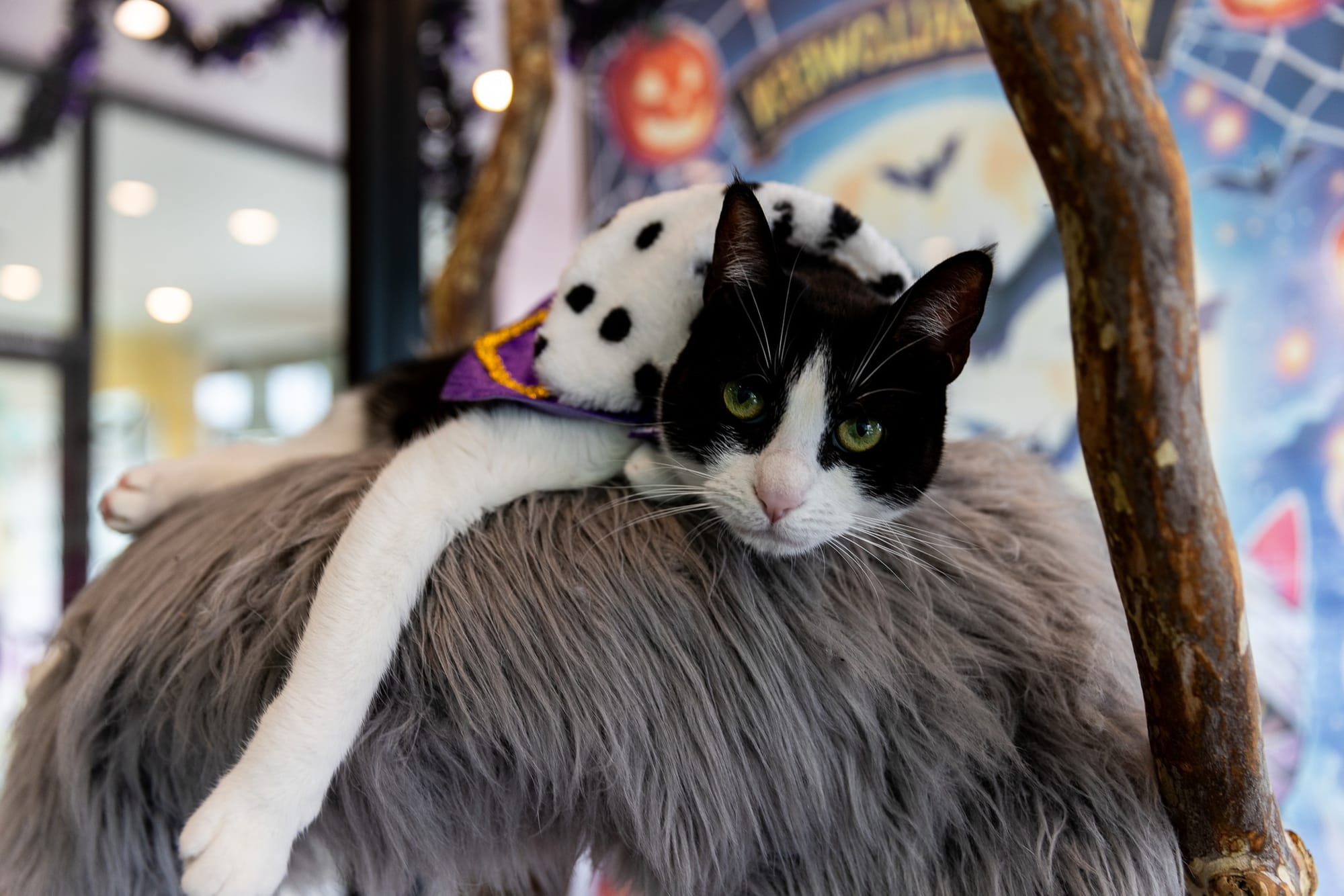 A very good black and white tuxedo cat lies on top of a gray fluffy blanket.