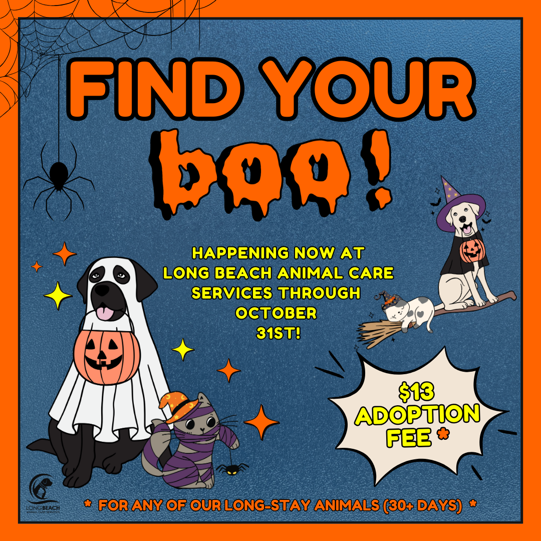 Advertisement showing cartoon images of dogs and cats in Halloween garb.