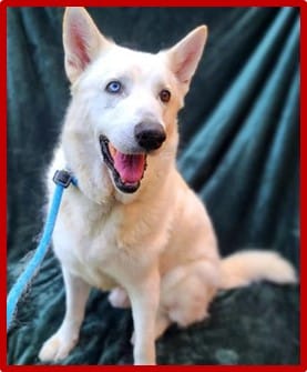 A happy white dog with a blue collar.