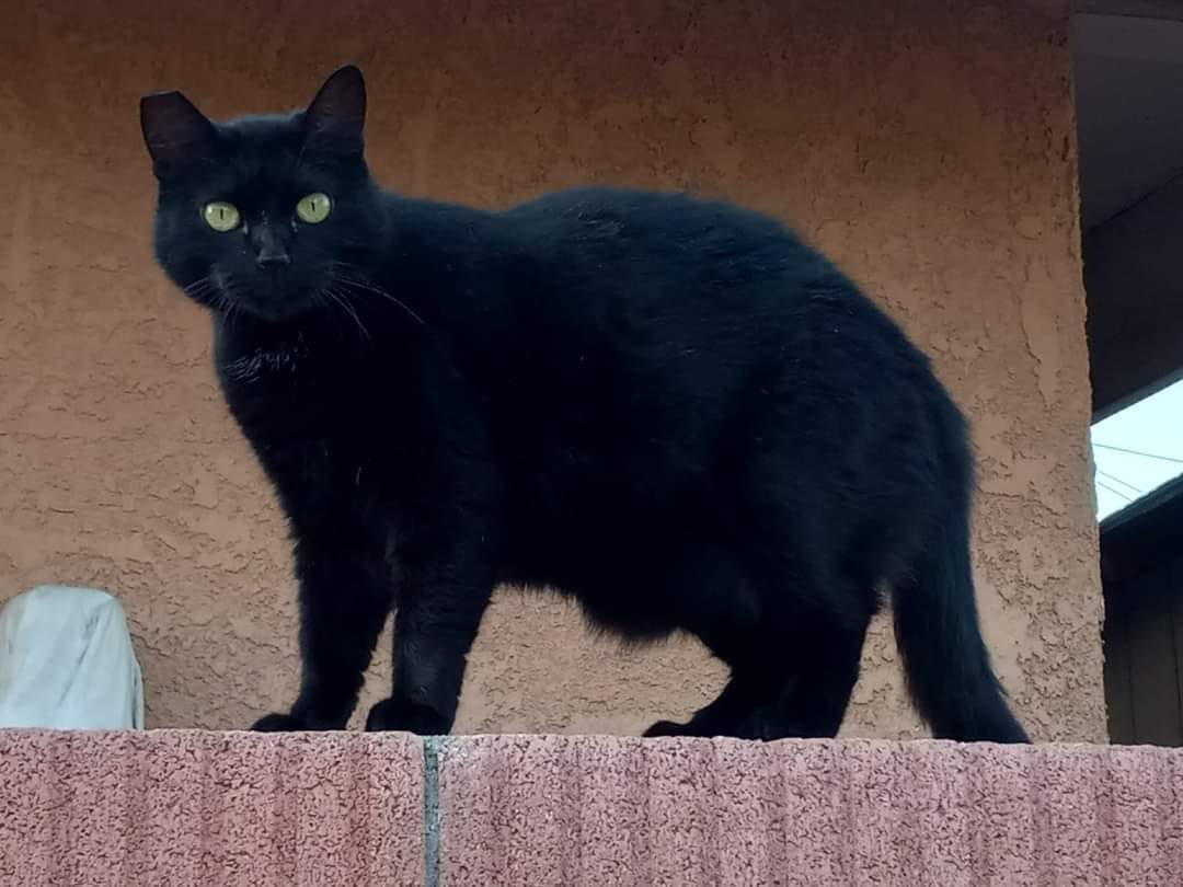 Black cat with a tipped left ear.