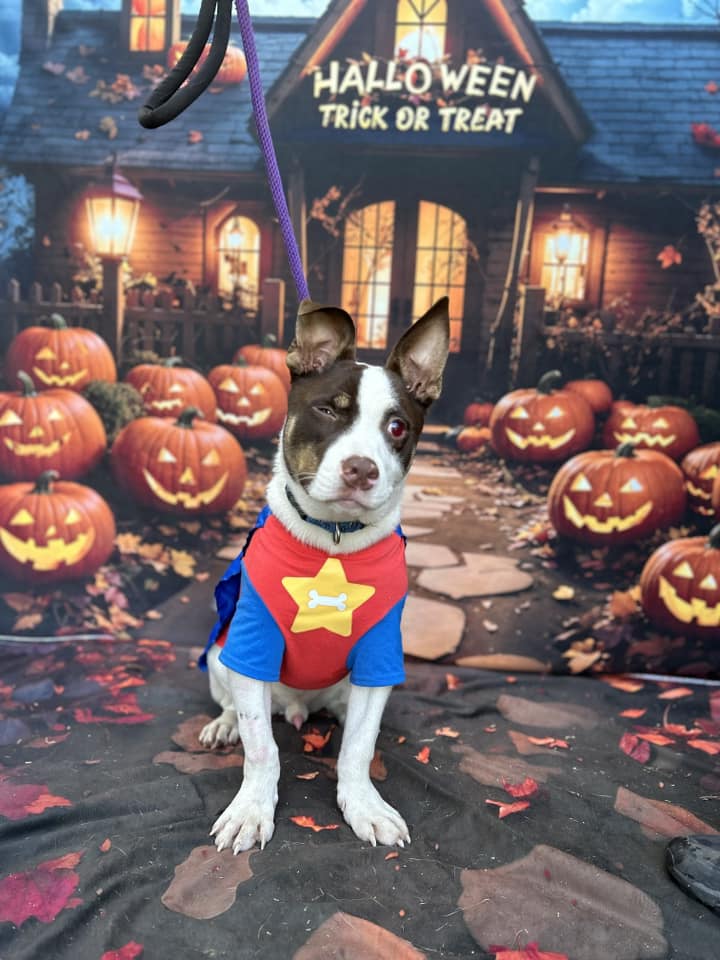 A sweet little dog wearing a superhero costume sits in front of jack-o-lanterns.