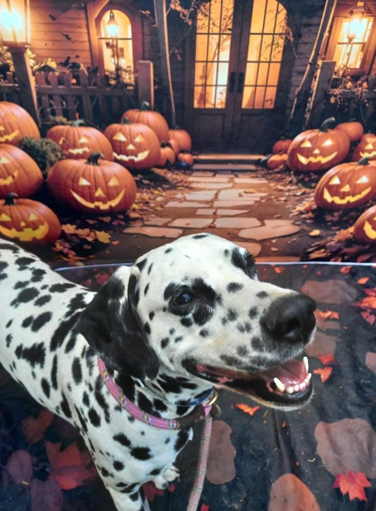 A really good Dalmatian dog looks happy in front of jack-o-lanterns.