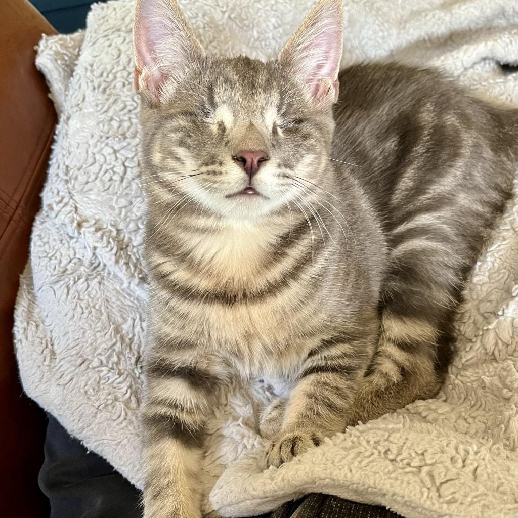 A gorgeous striped gray cat that is blind.