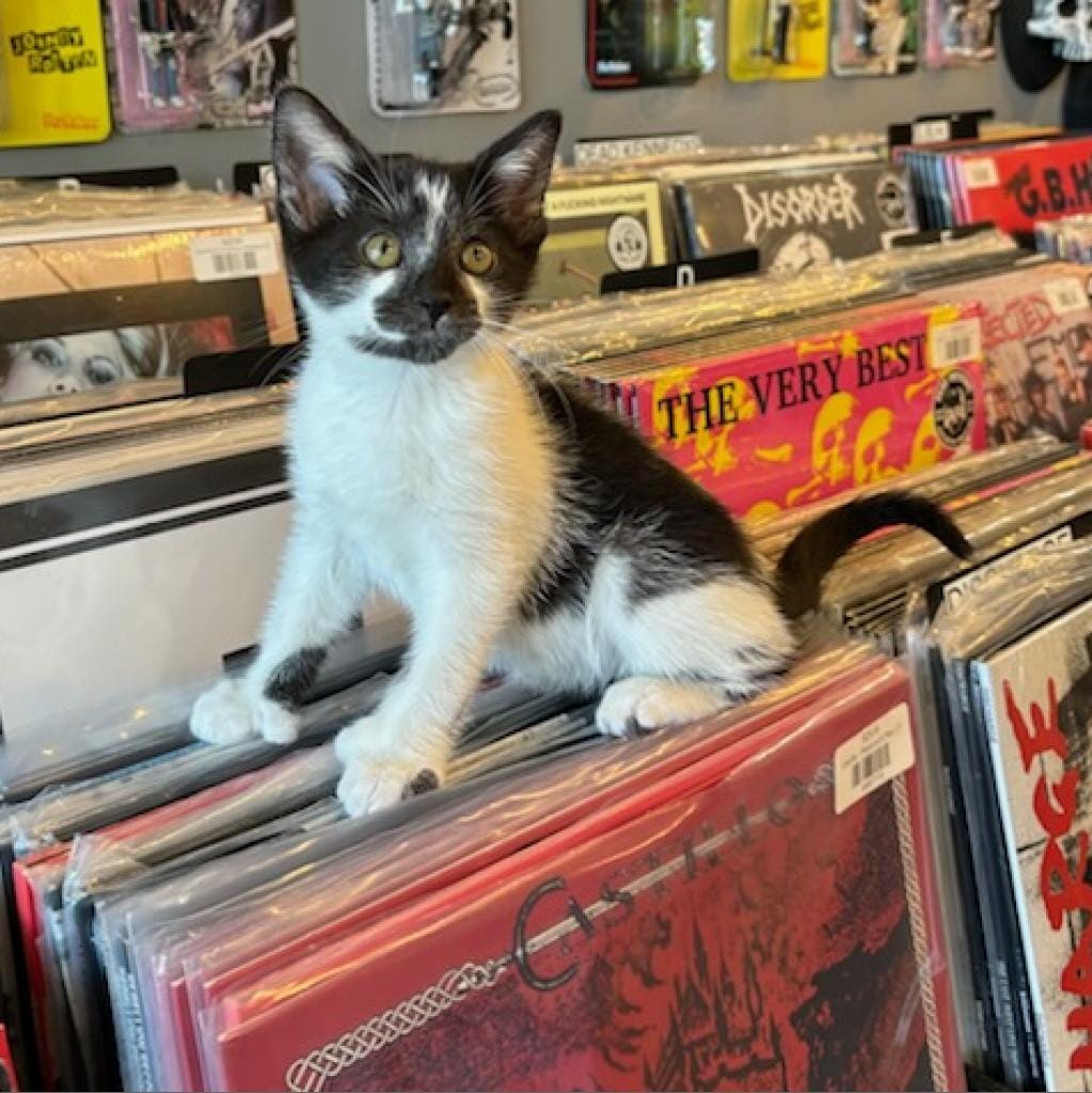 A black and white kitten sitting on top of rows of LP records.