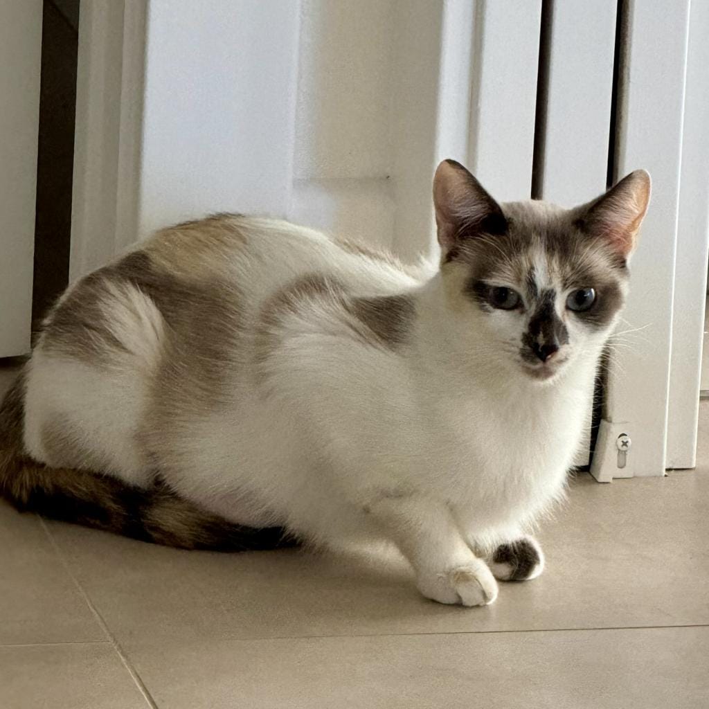 A beautiful white and gray cat.