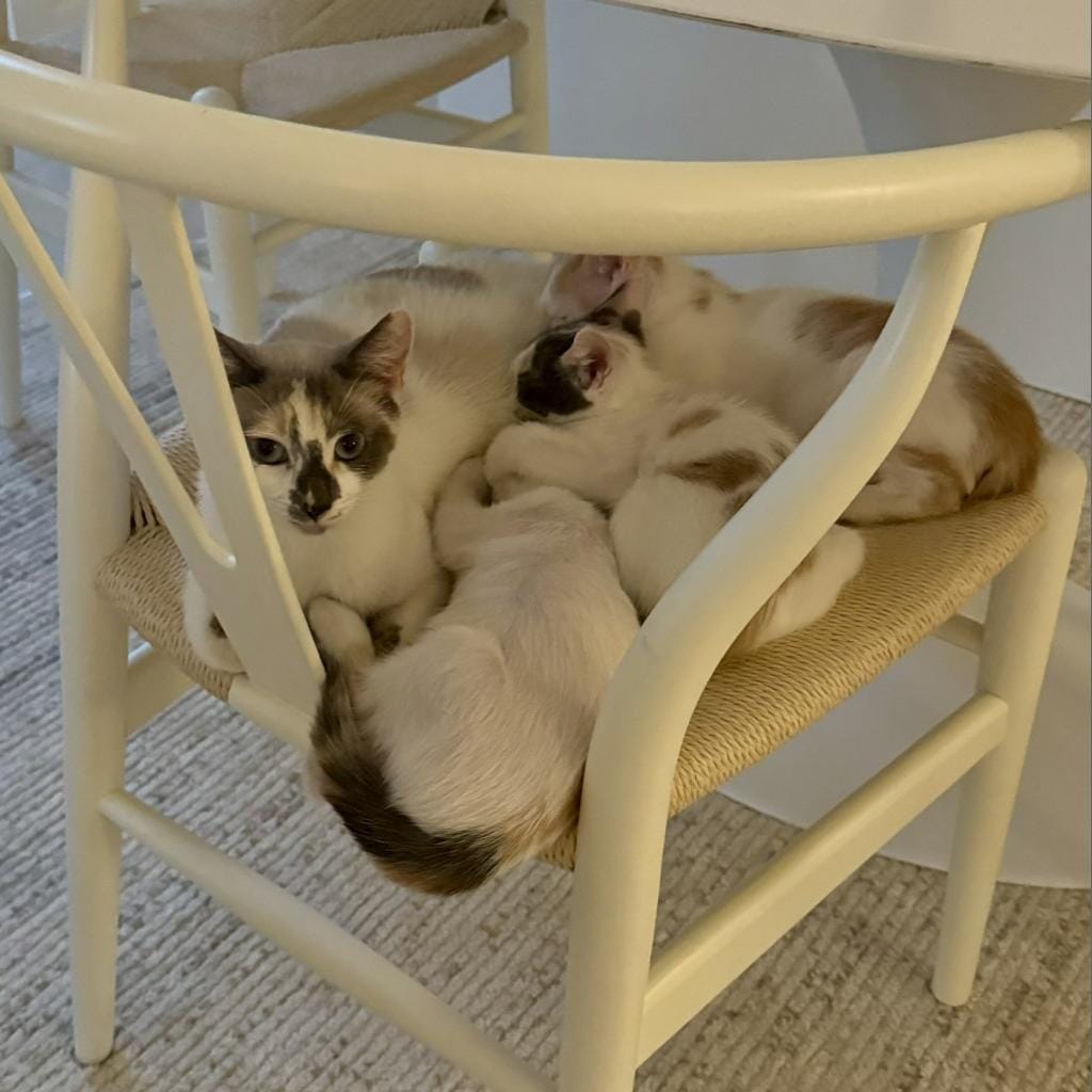 A mom cat with kittens on a chair.