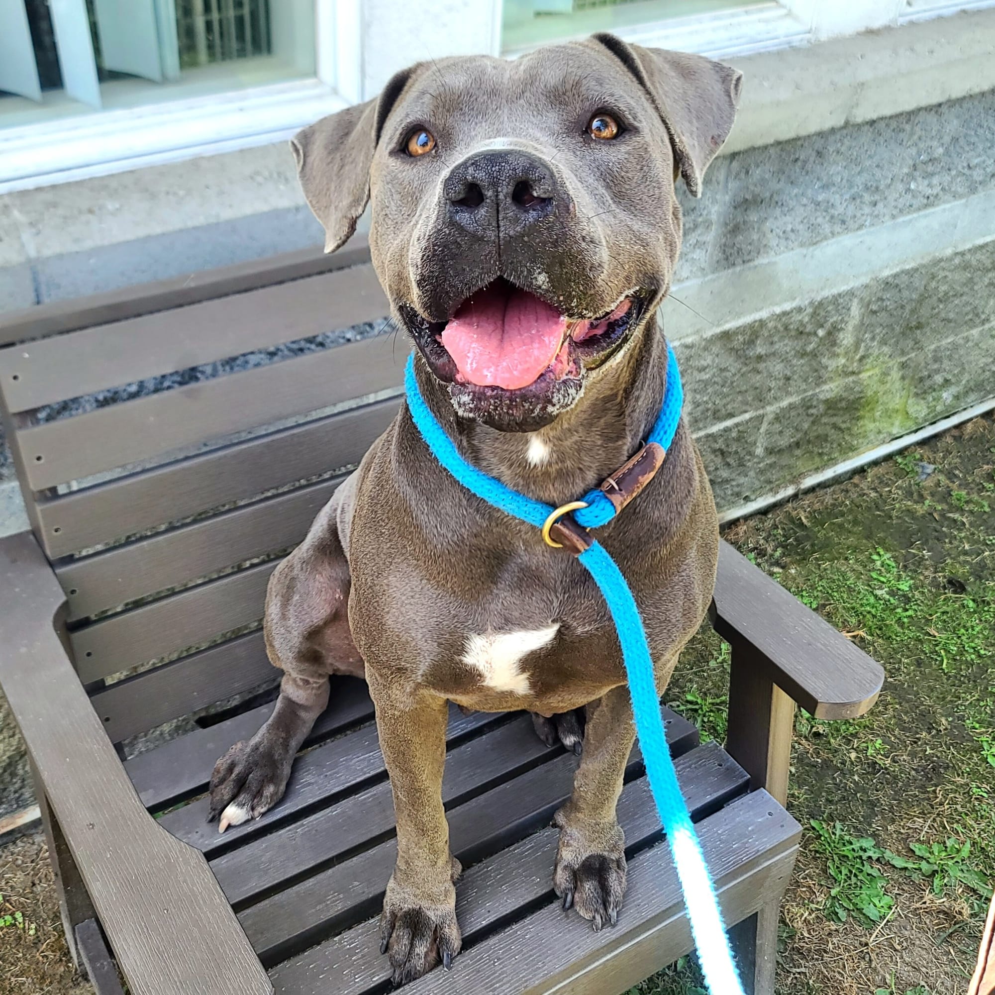 A really good brown dog on a blue leash sitting in a chair.