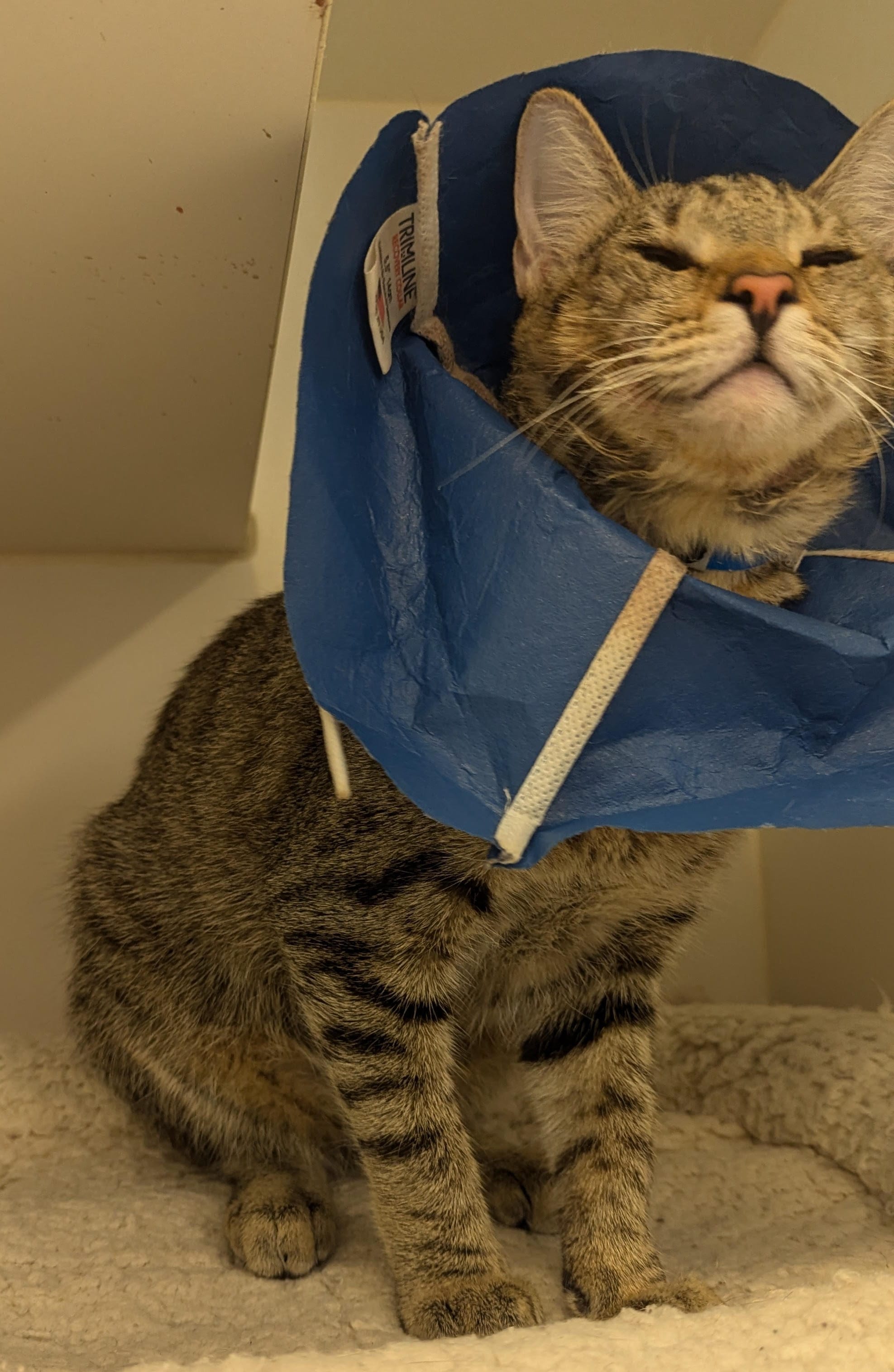 A gray cat wearing a blue cone.