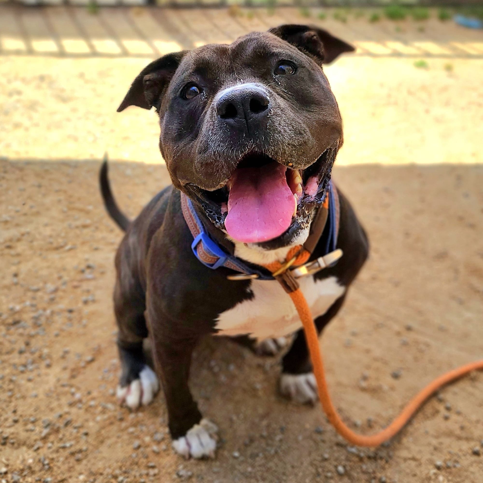 A really good dog with an orange leash.