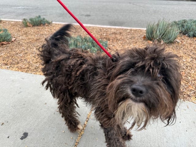 A good fluffy dog on a red leash.