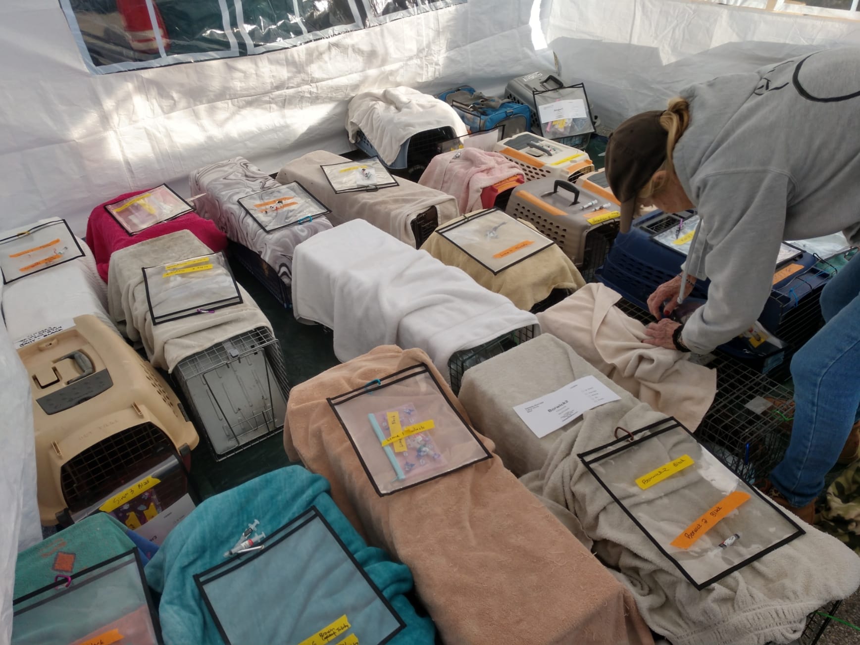 A person leans over about 20 cat traps draped with towels.