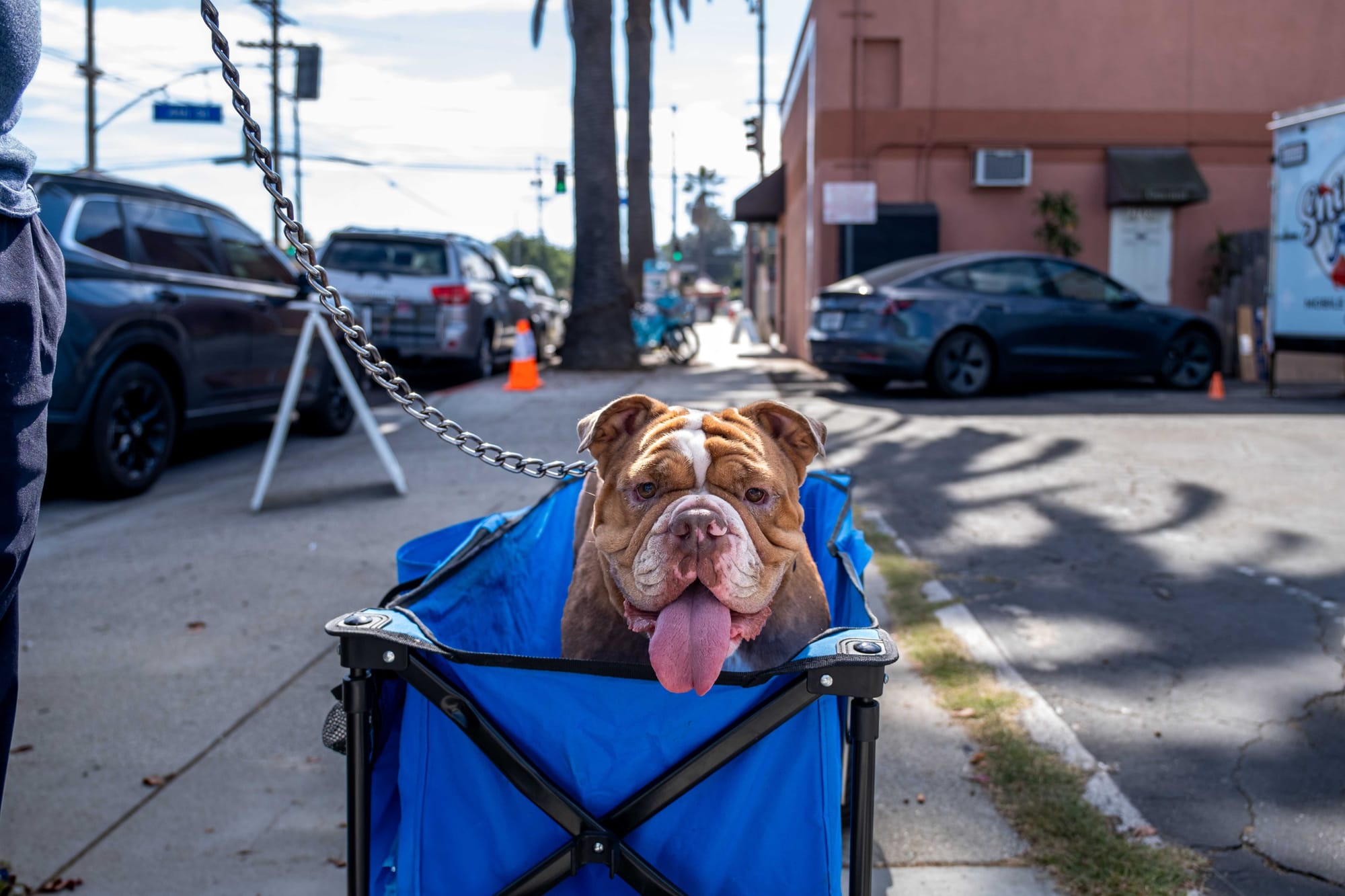 An adorable bull dog sits in a blue basket on the street next to its owner.