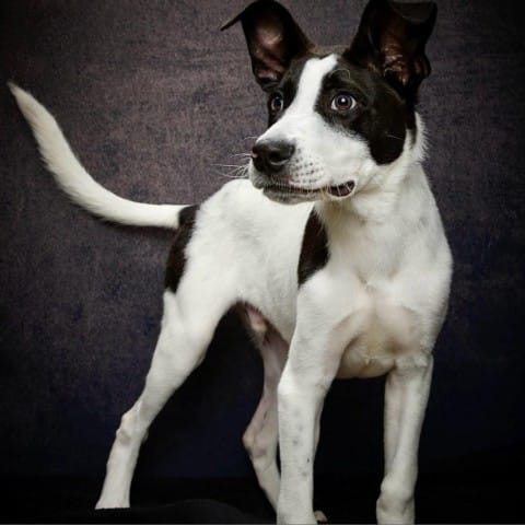 A black and white pointer/Dalmatian mix.