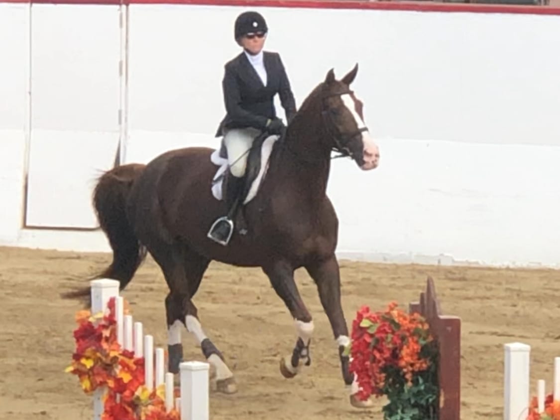 A woman in full show attire rides a large, brown horse.