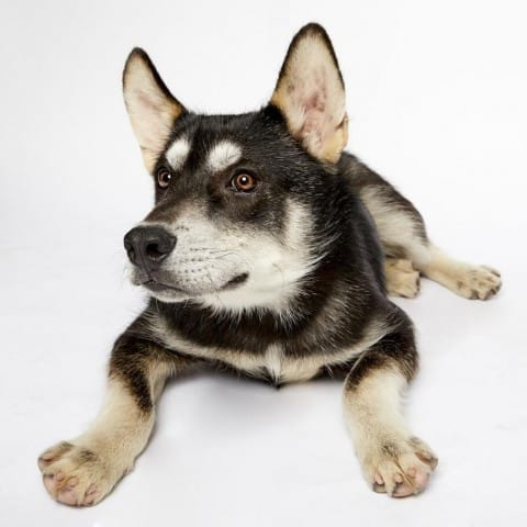 A black and white husky/German shepherd mix.