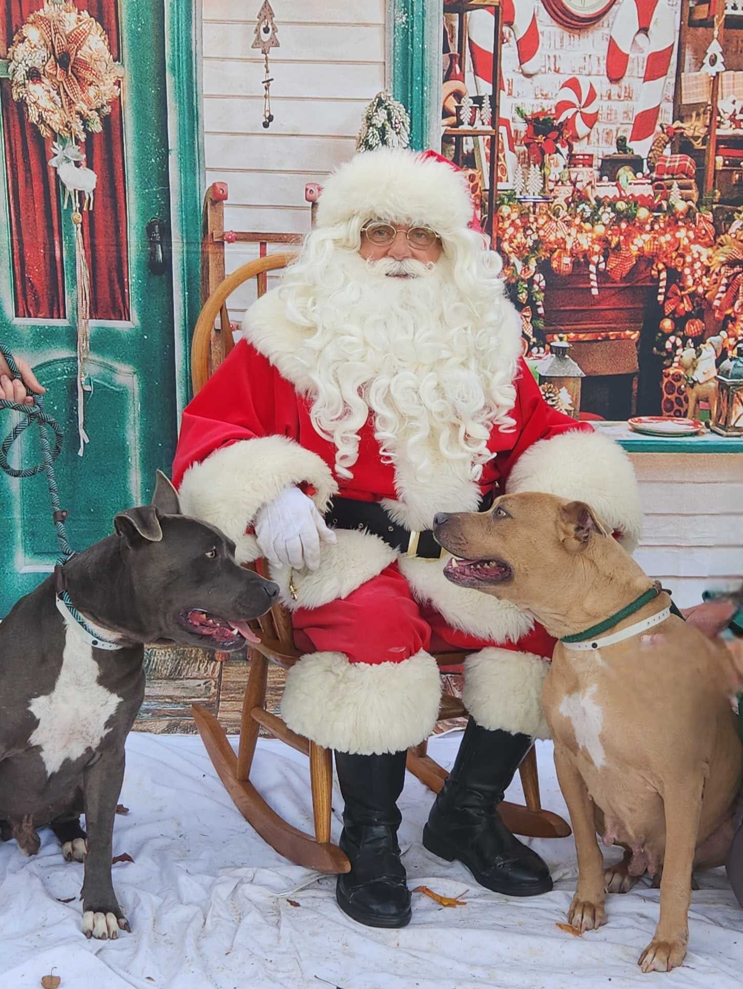 Santa Claus sits between two really good dogs.