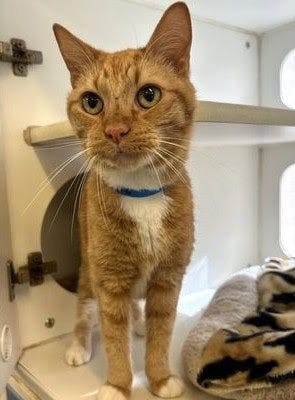 A wonderful orange tabby cat.