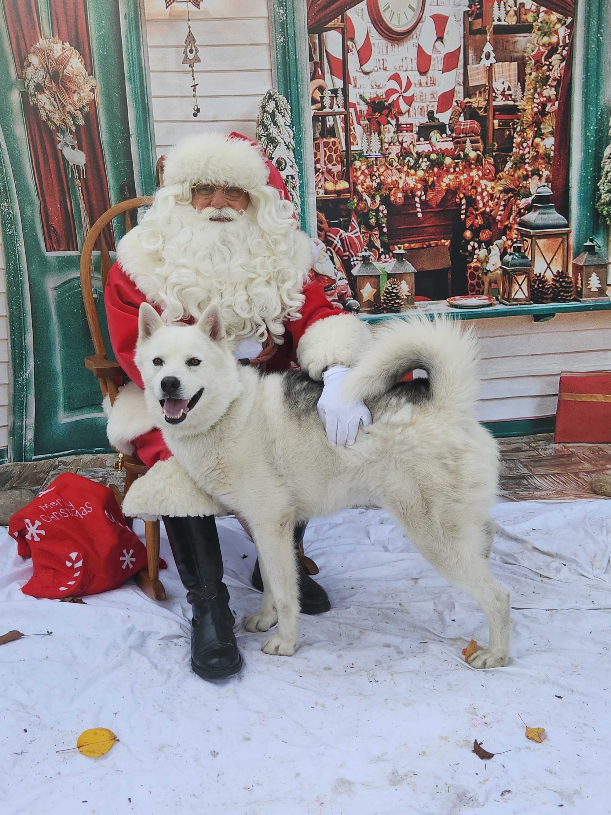 A beautiful white dog standing next to Santa Claus.