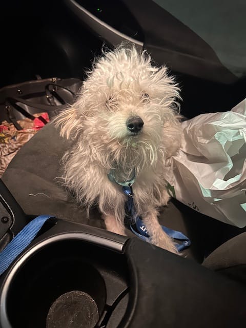 An adorable fluffy white dog sitting on a car seat.