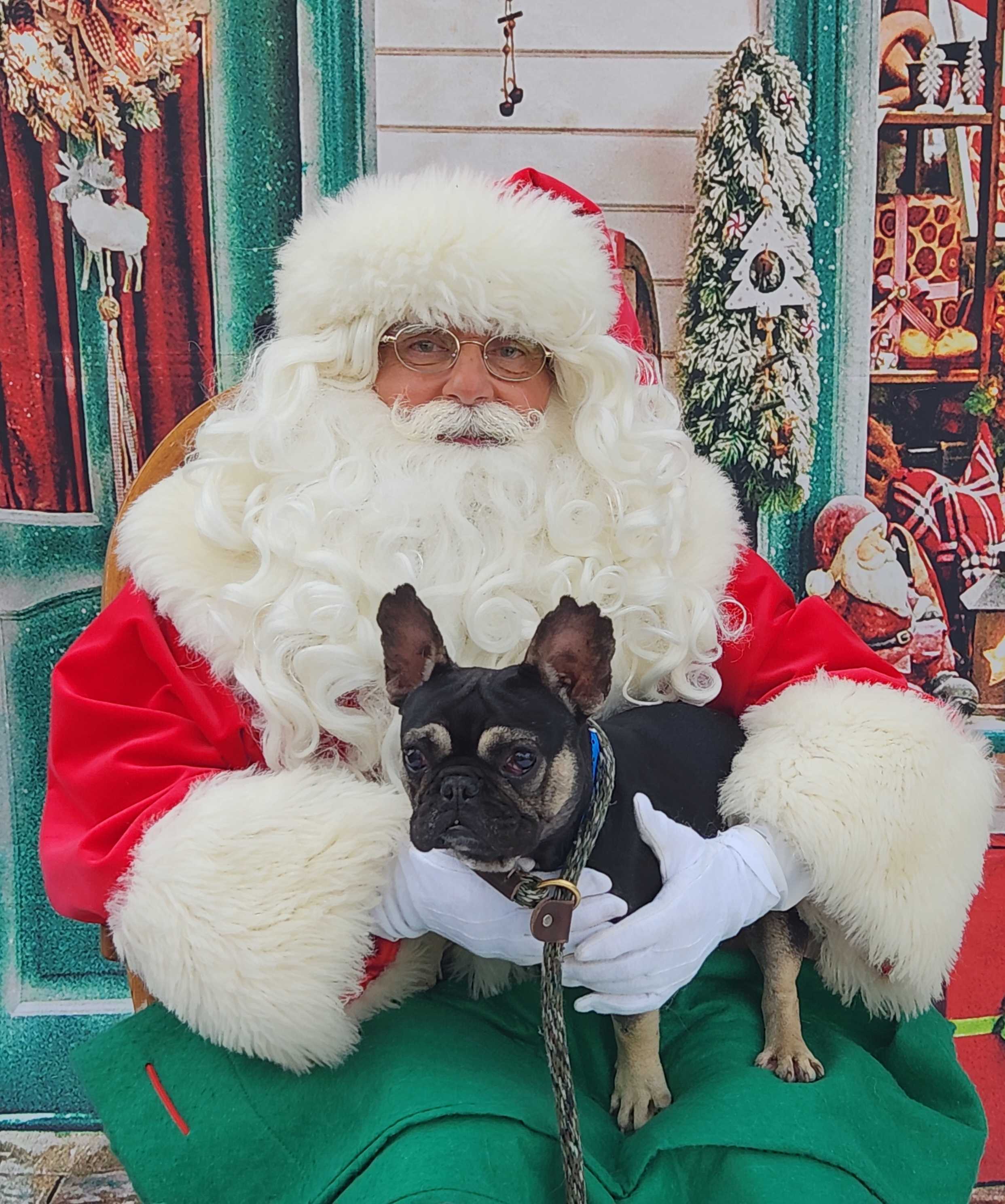 Santa Claus holds a wonderful little black and beige dog.