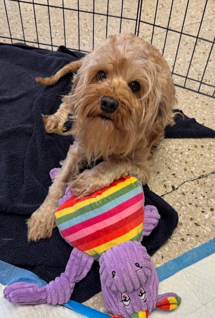 A really good tan dog laying down with one paw holding a colorful toy.