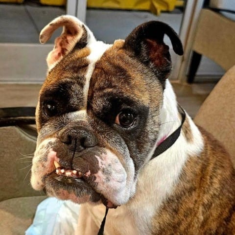 A brown and white English bulldog.