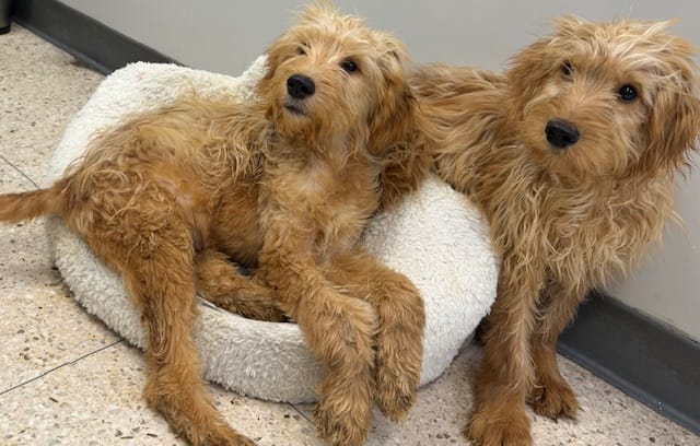 Two nearly identical fluffy tan dogs sit on the floor.