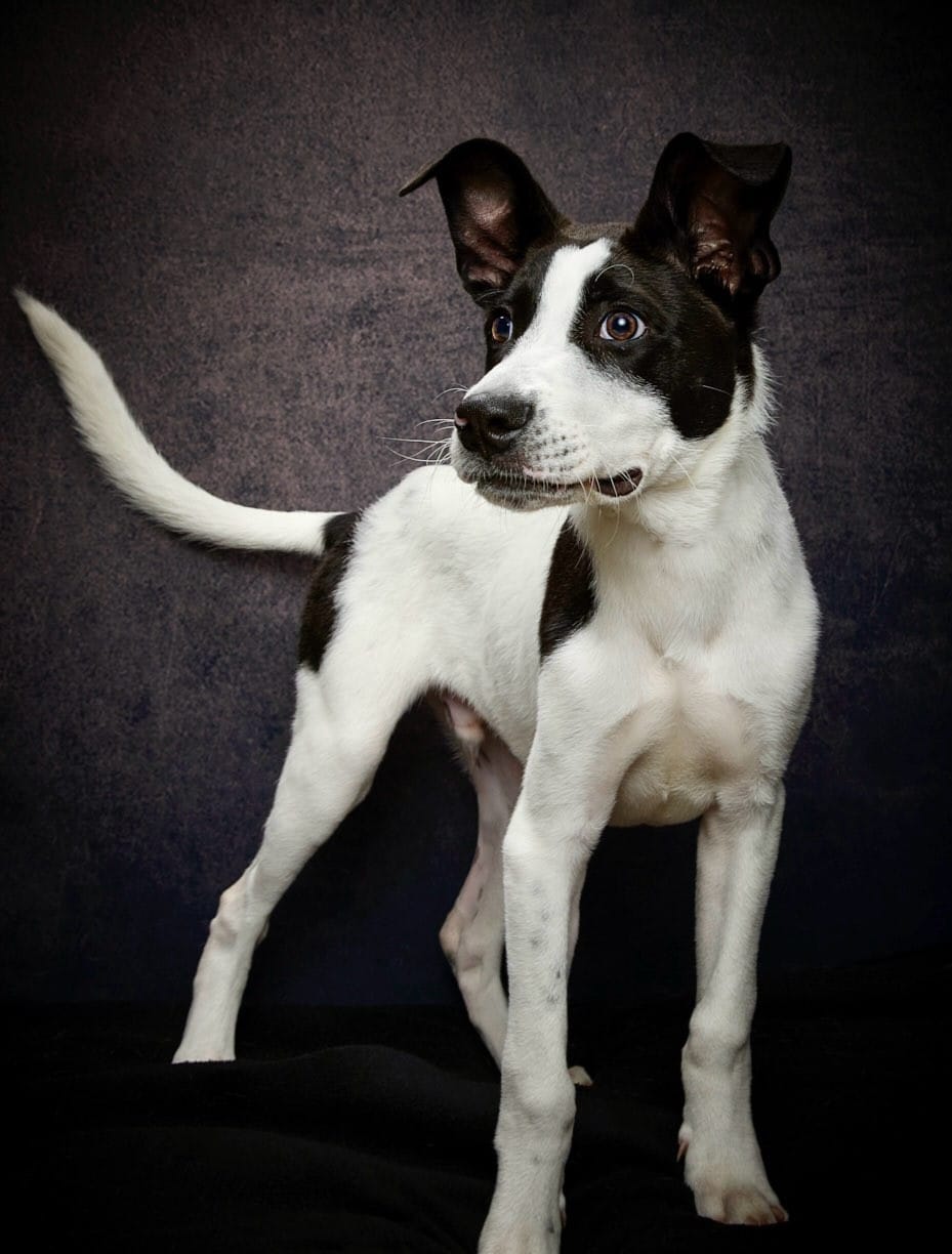 A really good black and white dog.