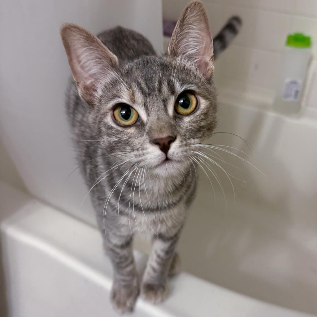 A sweet little gray cat perched on the edge of a bathtub.