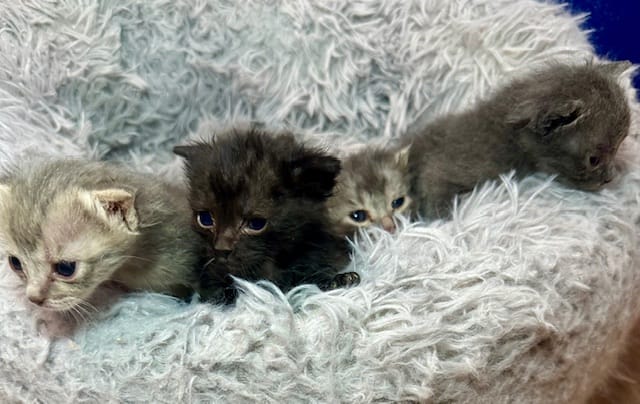 Four adorable kittens huddle on a gray fluffy cushion.