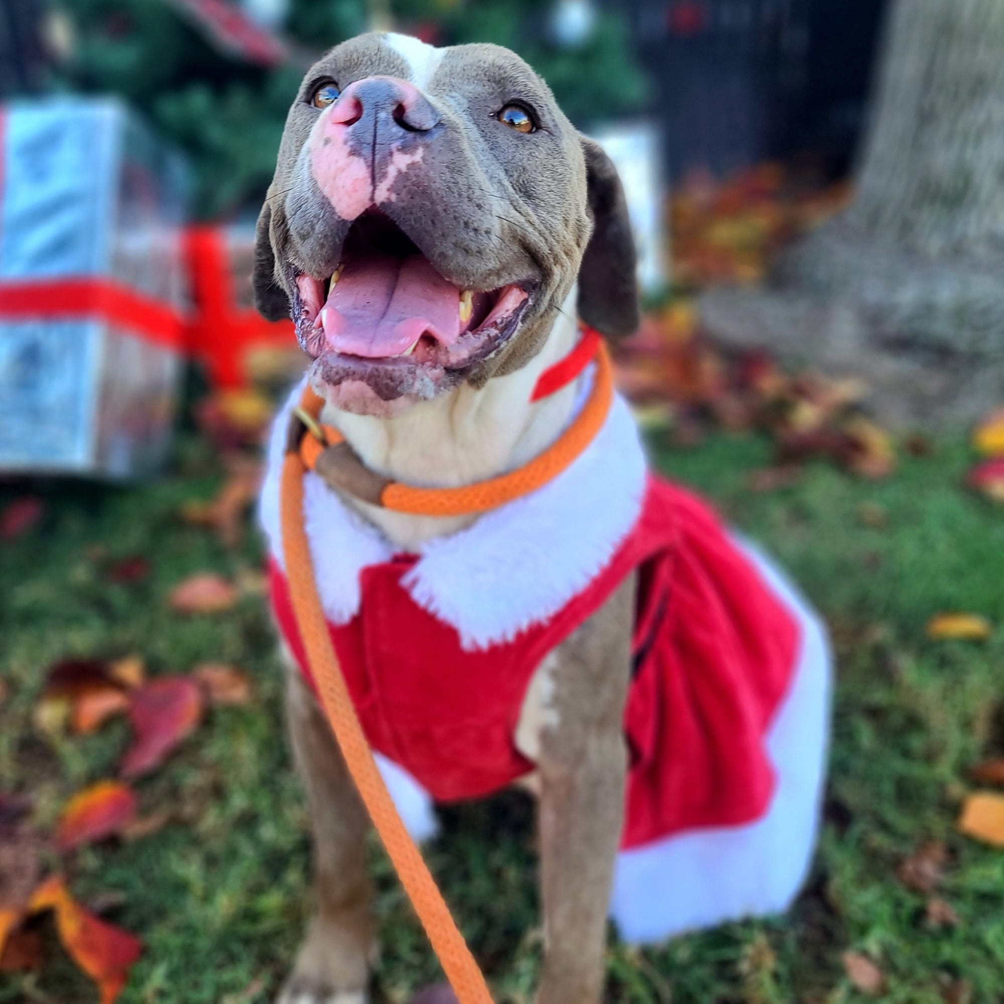 A terrific gray and white dog wearing a red and white coat.