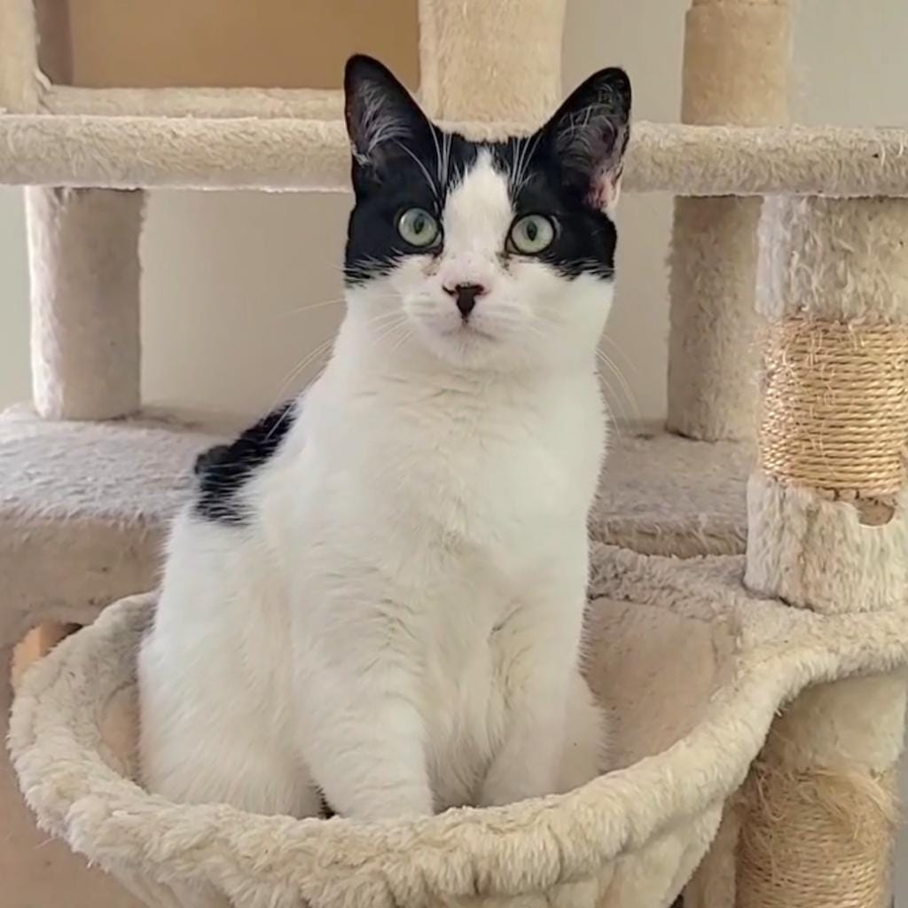 A beautiful black and white cate sitting in a cat tree.