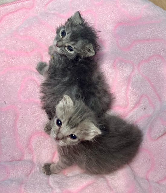 Two tiny kittens sit on a pink cushion.