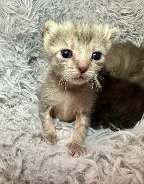 A tiny kitten sits on a white fluffy cushion.