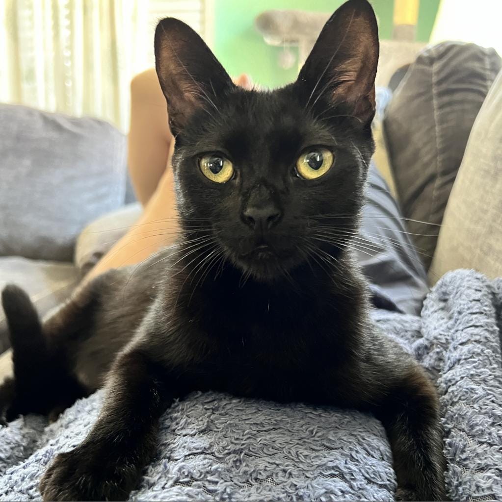 A really good black cat resting on a gray cushion.