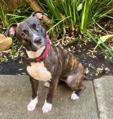 A good little brown and white dog wearing a red collar.