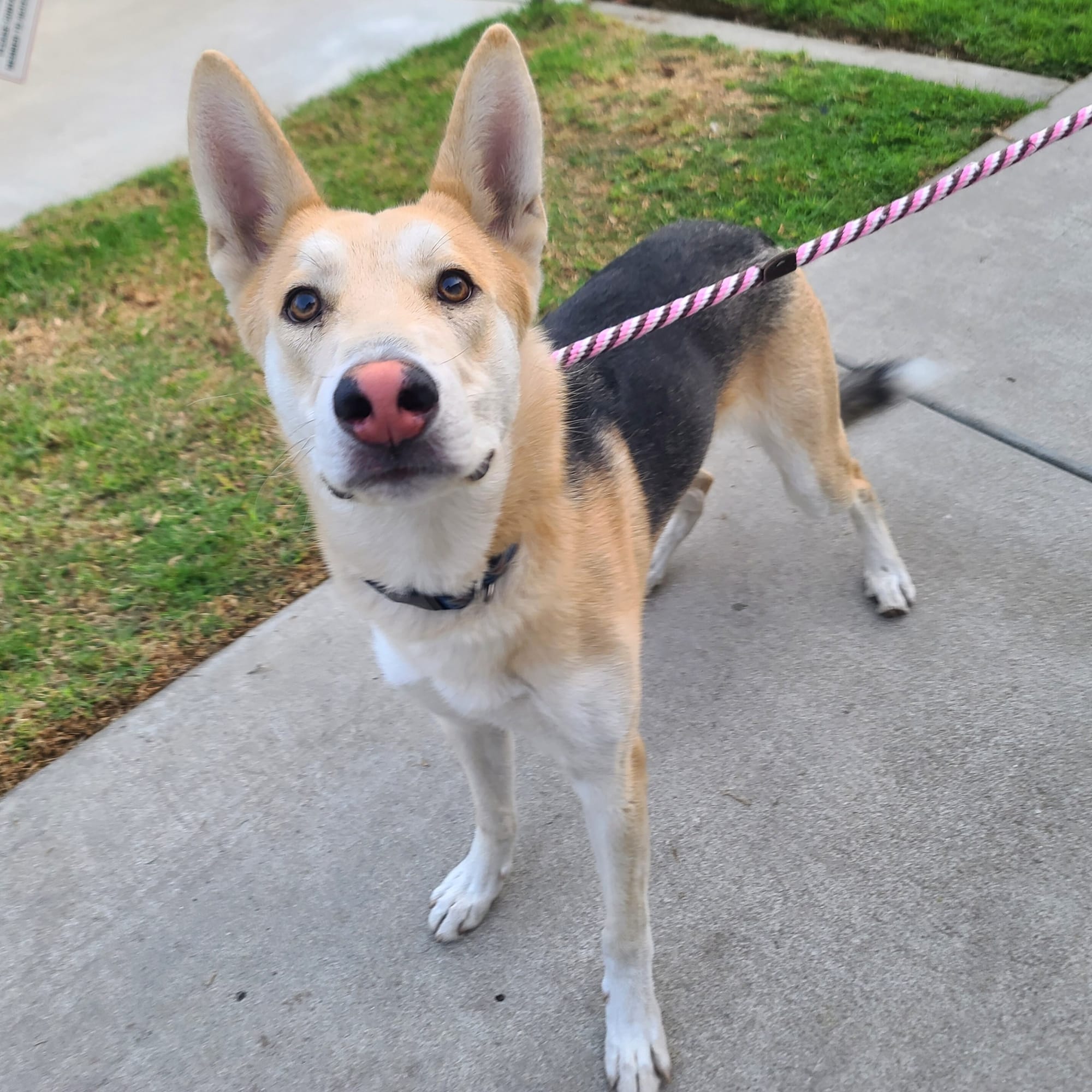 A good black, beige and white dog standing on the sidewalk with a leash.