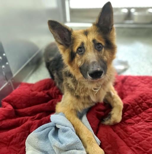 A really good dog laying on a red blanket and light blue towel.