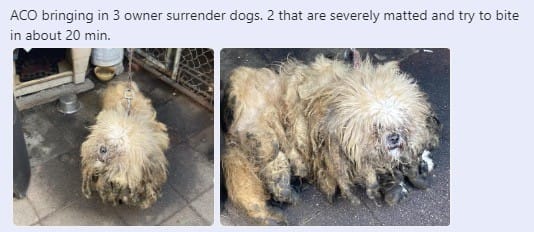 Two photos of a white dog with severe matting.