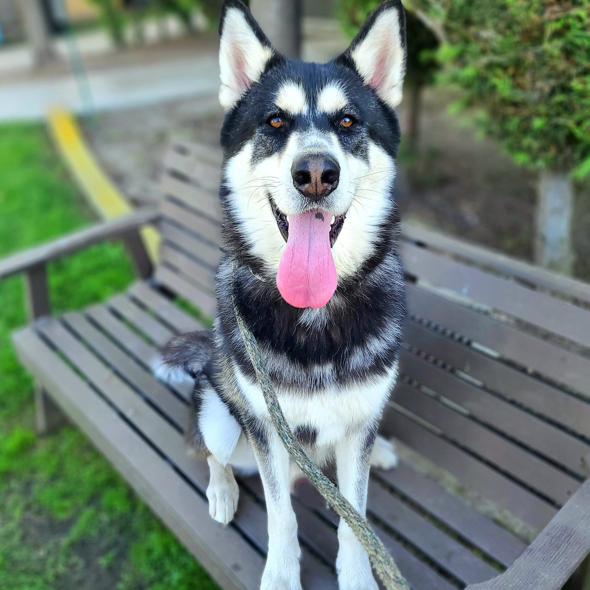 A beautiful black and white dog sits on a bench in a park.