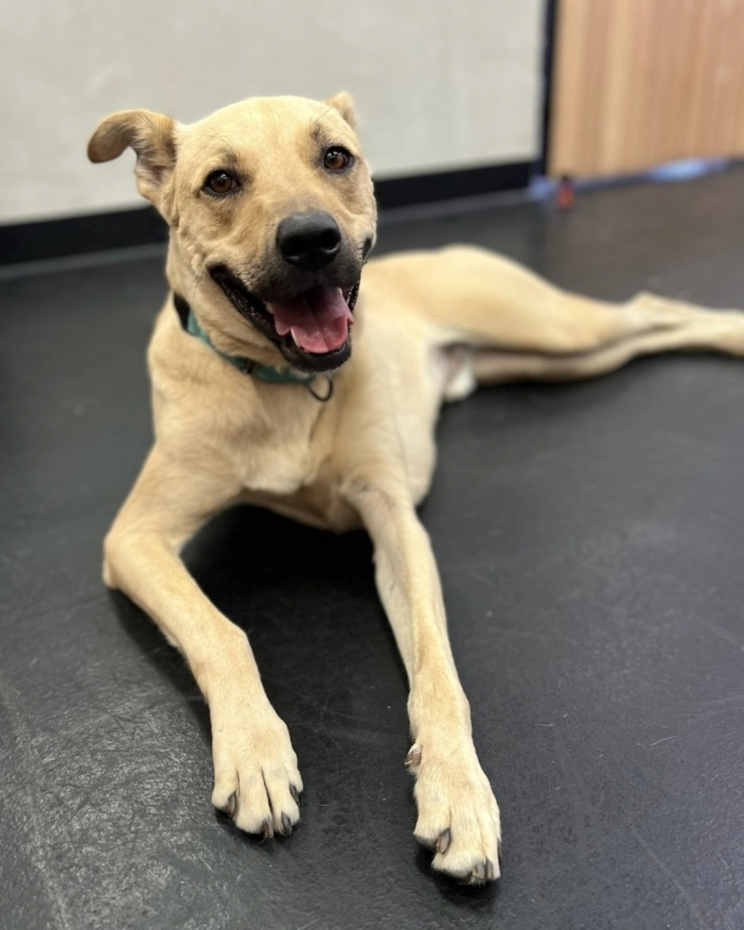 A really good beige dog relaxing on the floor.