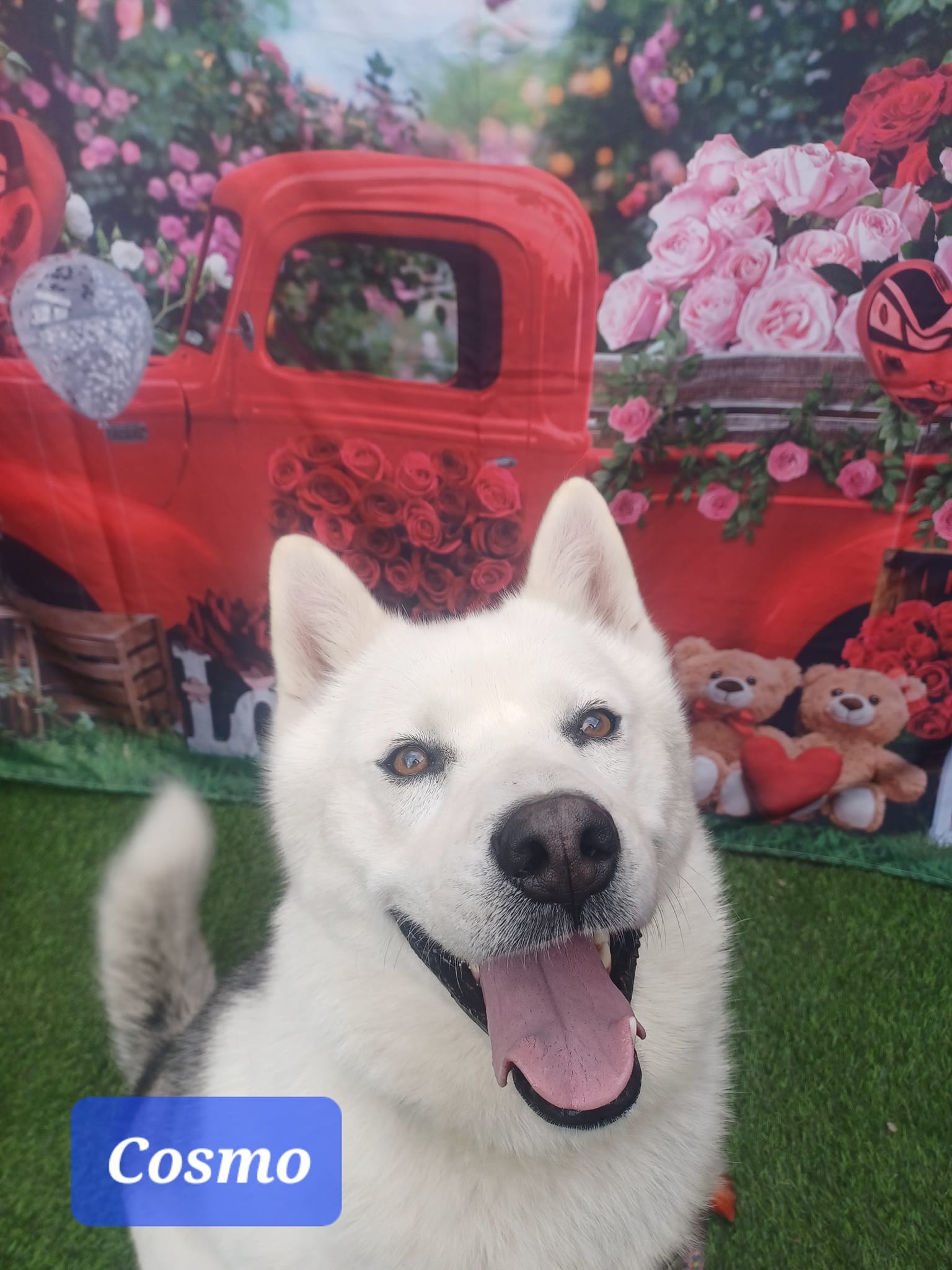 A white dog poses in front of a vintage red truck backdrop.