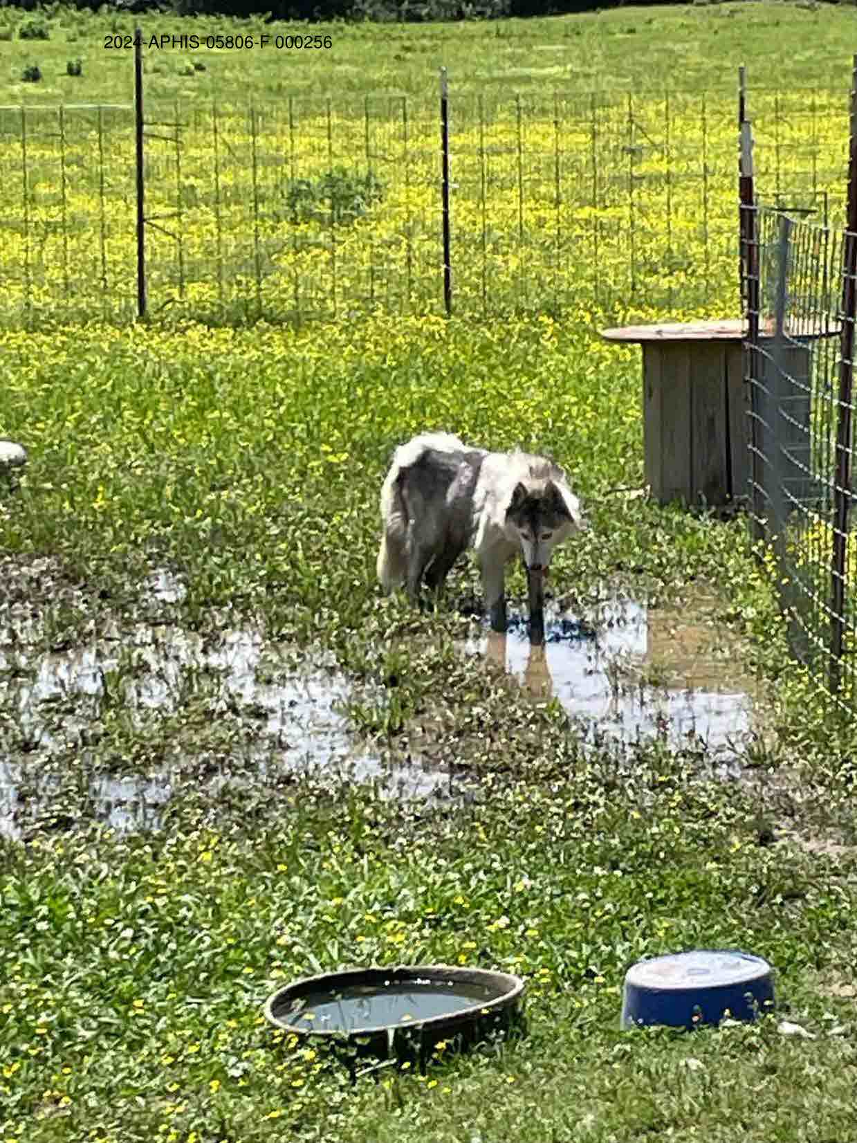 A white and gray dog standing in a muddy puddle in a grassy field.